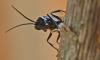 Auplopus sp.